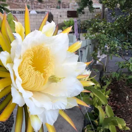 Eco Caves * La Laguna (Tenerife)